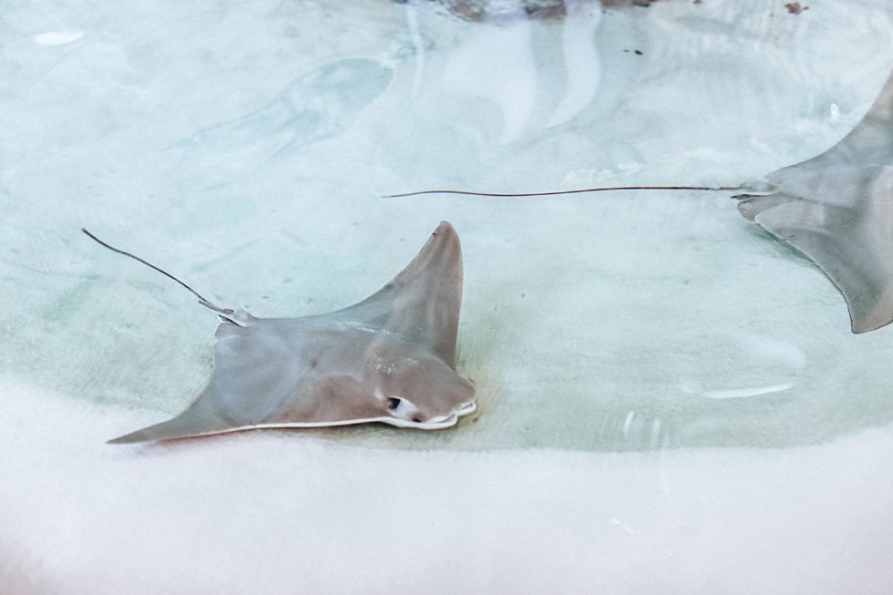 sting ray at mote marine